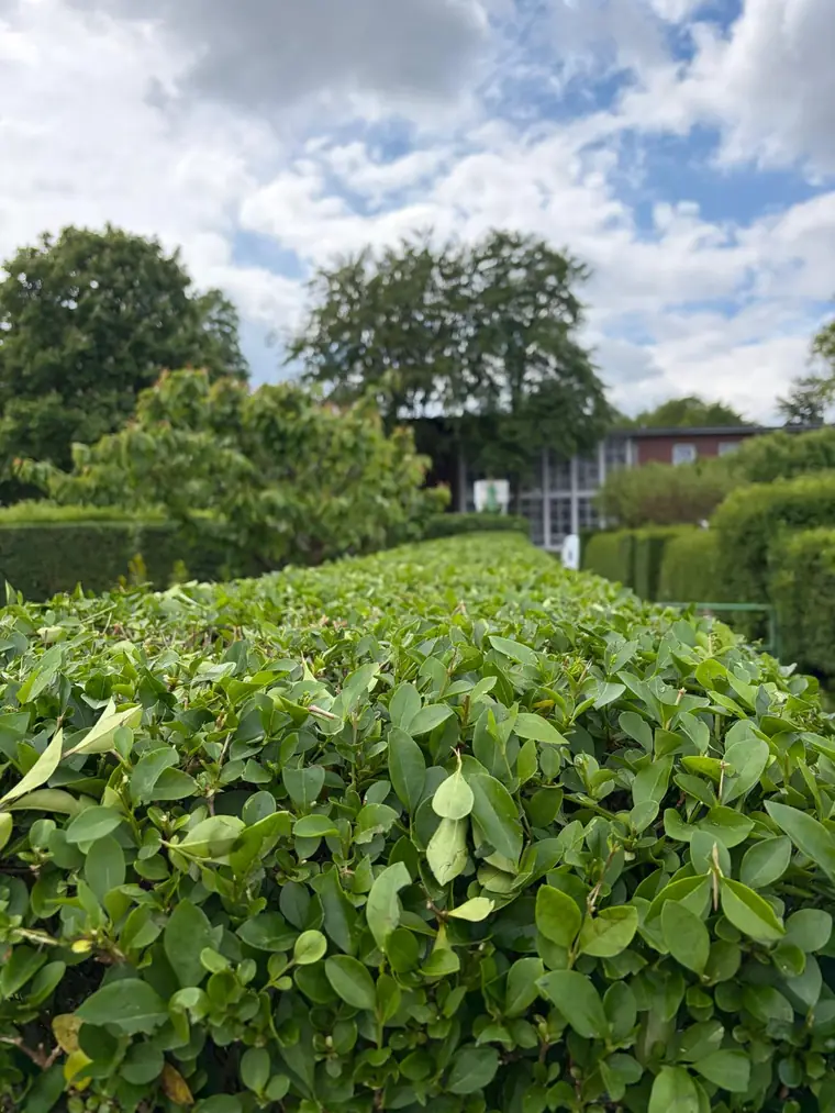 Frisch geschnittene Ligusterhecke mit gerader Oberkante